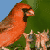 BBS website BBS icon